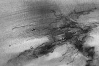 Image 4 of Mycelium dreams VIII