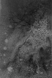 Image 3 of Mycelium dreams XI