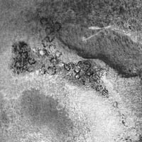 Image 1 of Mycelium dreams XIV