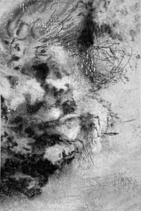 Image 1 of Oak fragment I