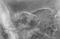 Image 2 of Mycelium dreams VII