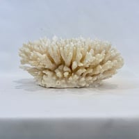 Image 10 of Ancien gros corail blanc buisson naturel Cabinet de curiosités 