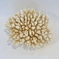 Image 2 of Ancien gros corail blanc buisson naturel Cabinet de curiosités 