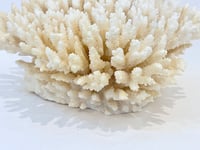 Image 5 of Ancien gros corail blanc buisson naturel Cabinet de curiosités 