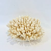 Image 1 of Ancien gros corail blanc buisson naturel Cabinet de curiosités 