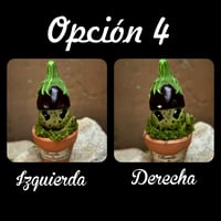 Image 9 of Mini mandrágora Berenjena (versión huerto)