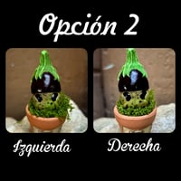 Image 7 of Mini mandrágora Berenjena (versión huerto)