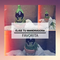 Image 5 of Mini mandrágora Berenjena (versión huerto)