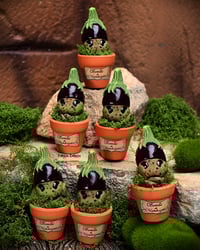 Image 1 of Mini mandrágora Berenjena (versión huerto)