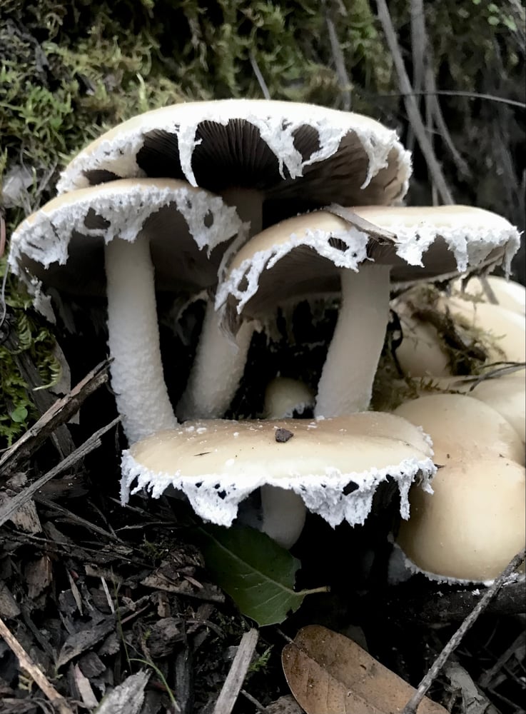 Image of Mabon Perfume (Whiskey, Ginger, Spice, Amber)