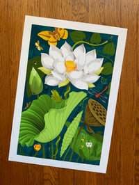 Image 1 of American Lotus