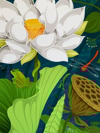 Image 2 of American Lotus