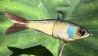 Image 20 of SPEEDBAITS Custom Airbrushed Glidebait 8758