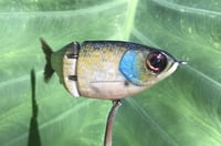Image 4 of SPEEDBAITS Custom Airbrushed Glidebait 8758