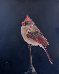 Image 1 of Baby Cardinal