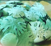 Image 5 of Dollars des sables 