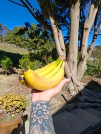 Image 4 of 'Banana Cake' Soap