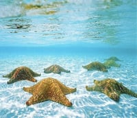 Image 4 of Astra sea 