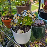 Striped Pop Tab Bracelets