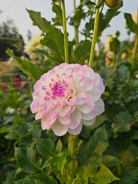 Image 1 of Midnight Moon Tuber 3 Pack