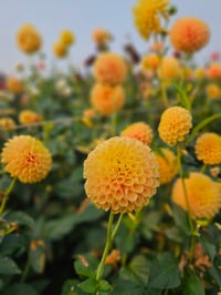 Image 2 of SB's Ora Tuber Pack