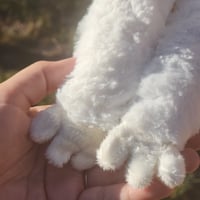 Image 3 of Luna the Owl