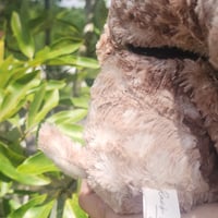 Image 4 of Twig the deer