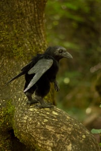 Image 5 of Ravenkind witch familiar - OOAK Poseable art doll [IN STOCK]