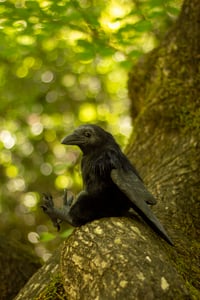 Image 9 of Ravenkind witch familiar - OOAK Poseable art doll [IN STOCK]