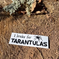 Image 1 of TARANTULAS Bumper Sticker