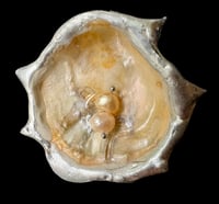 Image 4 of Spiky Jingle Shell Tie Choker 