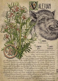 Image 2 of Valerian ( Valeriana Officinalis) 1 L Container 