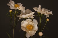 Image 2 of Church Peony no. 1 - Framed