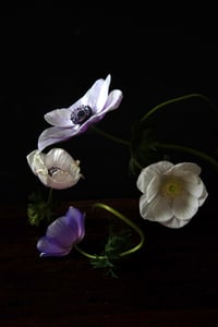 Image 2 of Still Life with Anemone no. 3 - Framed