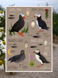 Image 3 of Puffin Species The Auk Family Fine Art Print