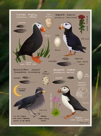 Image 2 of Puffin Species The Auk Family Fine Art Print