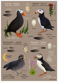 Image 1 of Puffin Species The Auk Family Fine Art Print