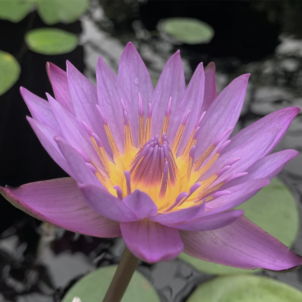 Image of Pisces Perfume (Lotus, Sandalwood, Chamomile, Blue Tansy)