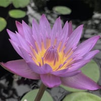 Image 3 of Pisces Perfume (Lotus, Sandalwood, Chamomile, Blue Tansy)