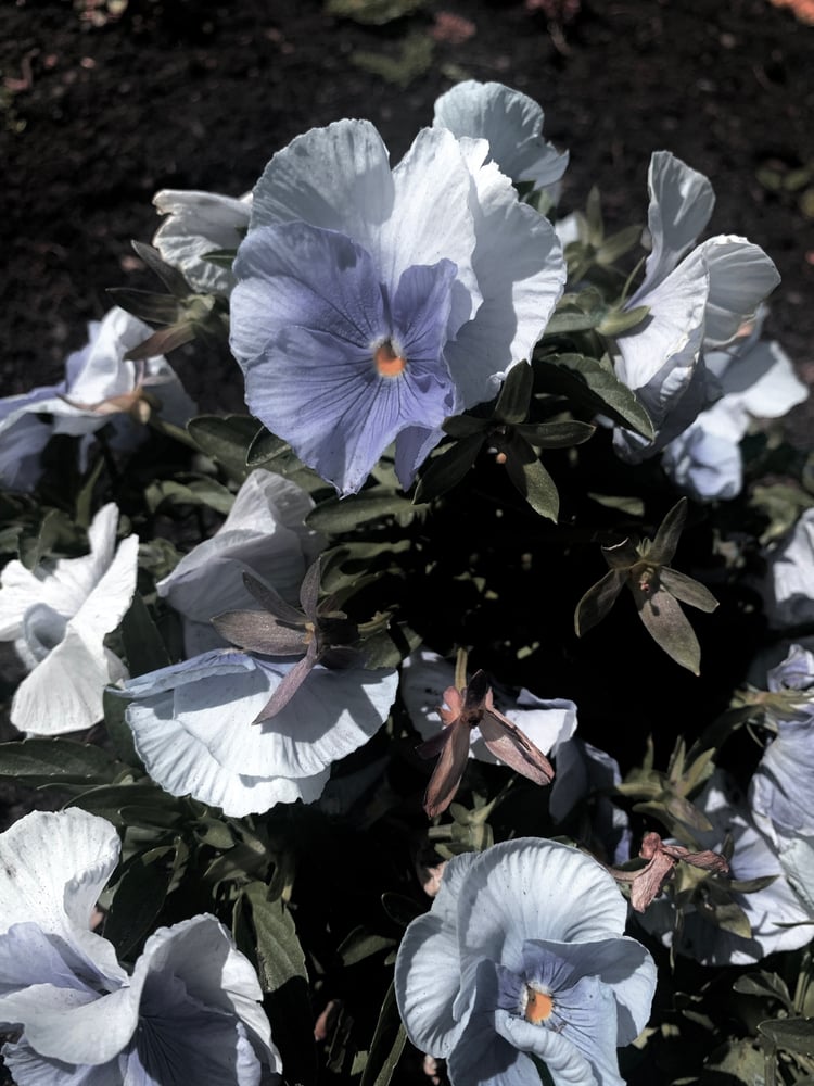 Image of Pisces Perfume (Lotus, Sandalwood, Chamomile, Blue Tansy)