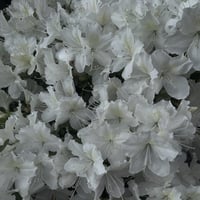 Image 5 of Pisces Perfume (Lotus, Sandalwood, Chamomile, Blue Tansy)