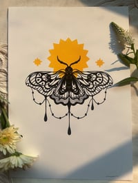 Image 5 of Moth Burst