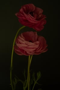 Image 2 of Pink Ranunculus no. 15 - Framed