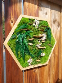 Image 1 of Hexagon with Ferns 🌿