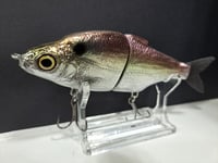 Image 6 of Zorba Baits- Shad Jr. American Shad
