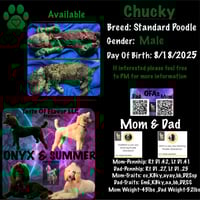 Image 3 of Standard Poodle Deposit 