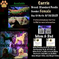 Image 4 of Standard Poodle Deposit 