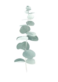 Image 1 of Eucalyptus