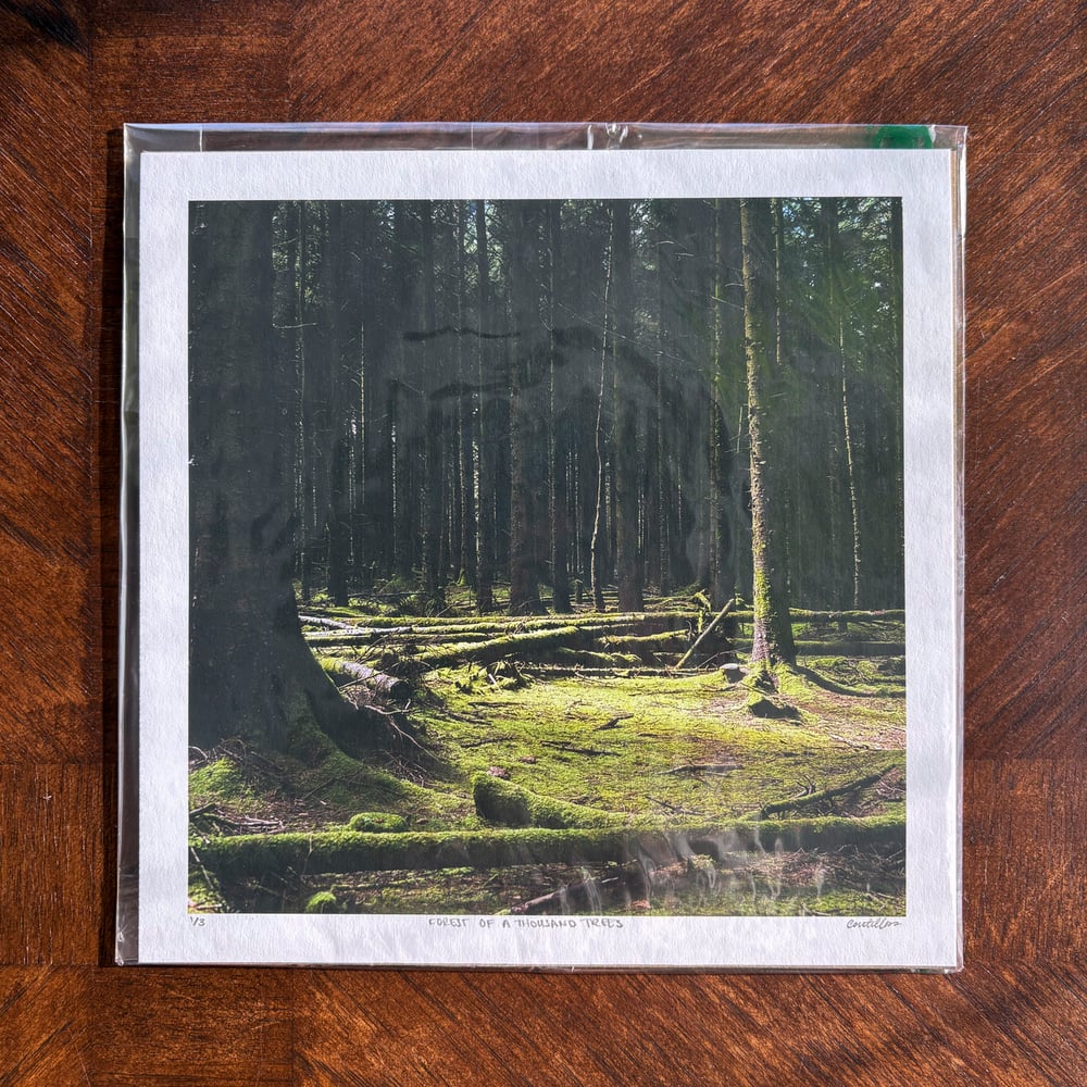 Image of Forest of a Thousand Trees – Print