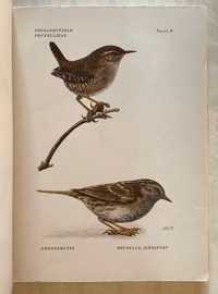 Image 4 of Nordiske Fugle Nordic Birds